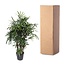Rhapis Excelsa - 230 cm - ø40