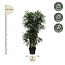 Rhapis Excelsa - 260 cm - ø50