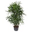 Rhapis Excelsa - 190 cm - ø34