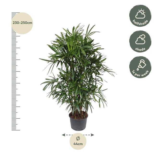 Rhapis Excelsa - 190 cm - ø34
