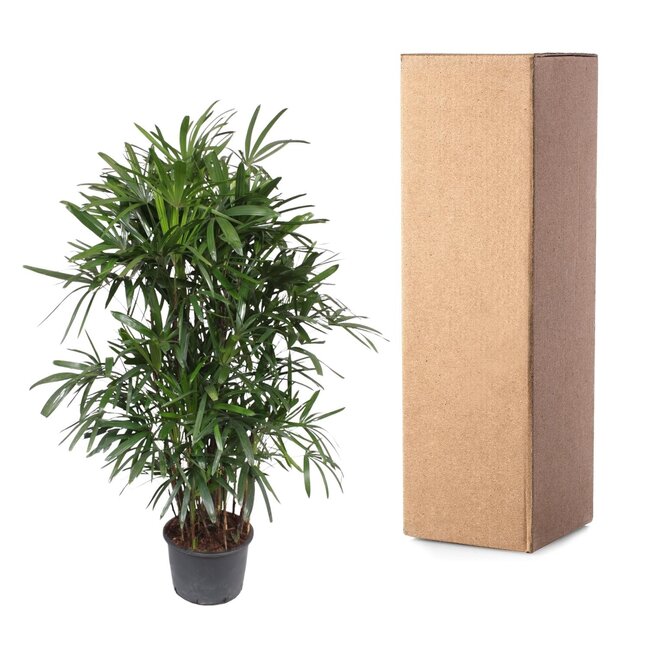 Rhapis Excelsa - 190 cm - ø34