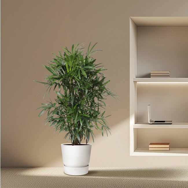 Rhapis Excelsa - 190 cm - ø34
