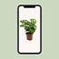 Monstera Monkey Leaf (Gatenplant) - Ø12cm - ↕30cm