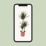 Dracaena Marginata - Ø21 - ↨115cm