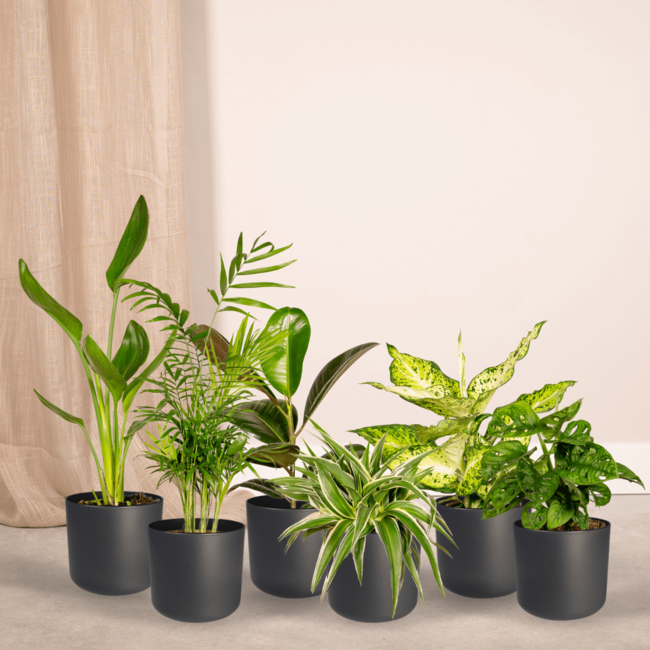 Verrassingsbox - x10