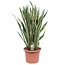 Sansevieria Laurentii - 100 cm - ø35