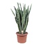 Sansevieria Zeylenica - 110 cm - ø35
