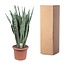 Sansevieria Zeylenica - 110 cm - ø35
