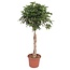 Schefflera Arboricola Compacta gevlochten stam - 180 cm - ø45