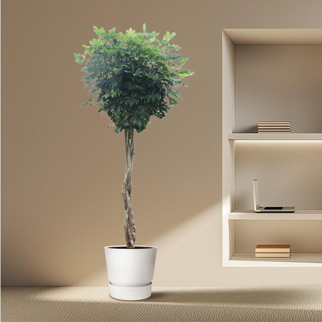 Schefflera Arboricola Compacta gevlochten stam - 250 cm - ø55