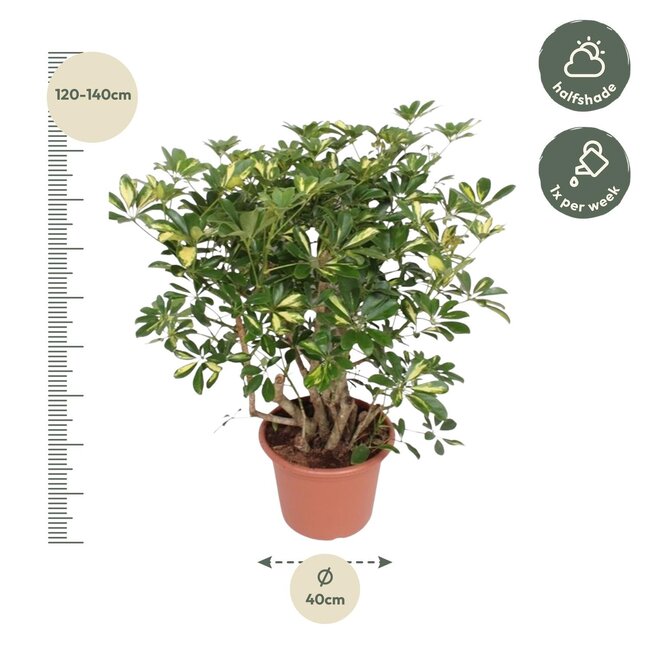 Schefflera Gold Capella vertakt - 130 cm - ø40