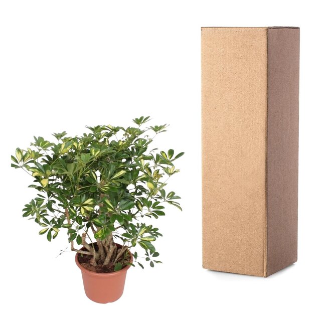 Schefflera Gold Capella vertakt - 130 cm - ø40