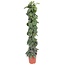 Scindapsus Pictus Trebie mosstok - 160 cm - ø27