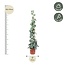 Scindapsus Pictus Trebie piramide - 160 cm - ø27
