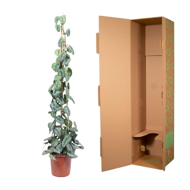 Scindapsus Pictus Trebie piramide - 160 cm - ø27