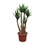 Yucca Elephantipes vertakt - 230 cm - ø60