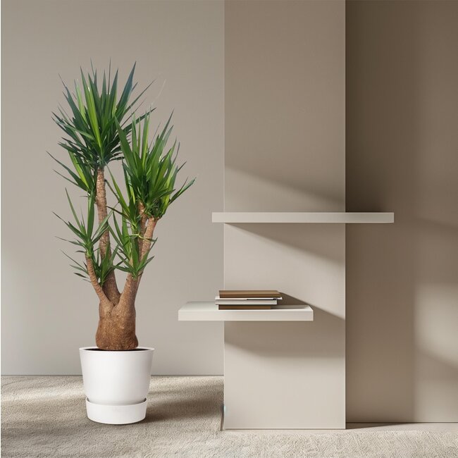 Yucca Elephantipes vertakt - 190 cm - ø55