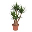 Yucca Elephantipes vertakt - 170 cm - ø45