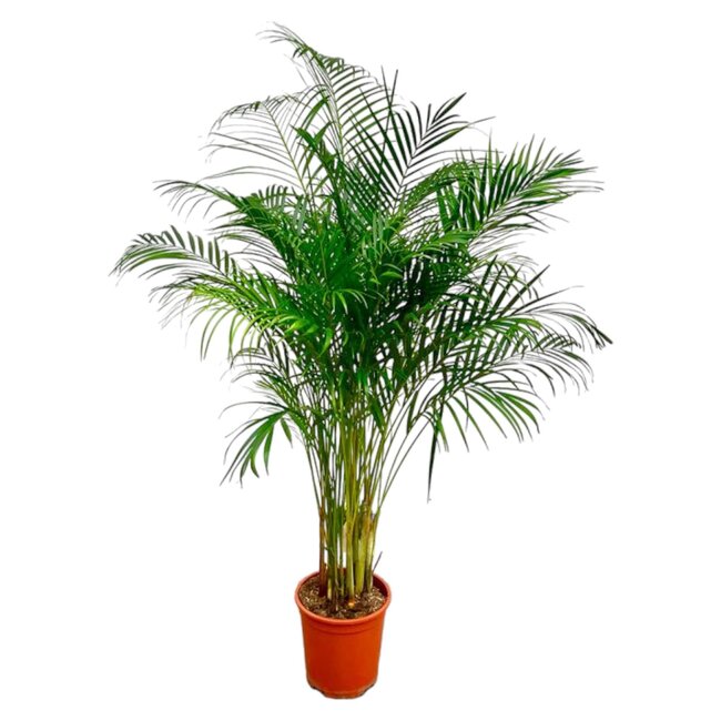 Dypsis Lutescens (Areca Palm) - 180 cm - ø24