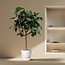 Ficus Elastica Robusta op stam - 180 cm - ø30