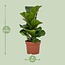 Ficus Lyrata - Ø12cm - ↕30cm