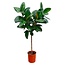 Ficus Elastica Robusta op stam - 130 cm - ø24