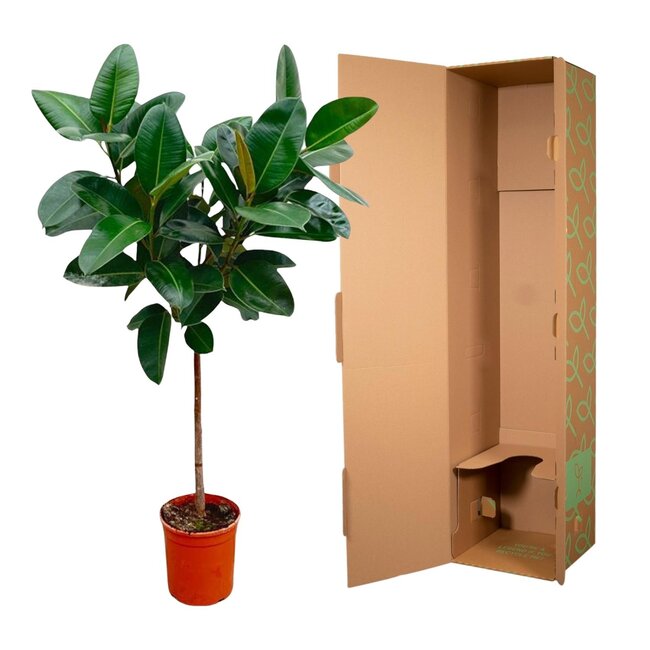 Ficus Elastica Robusta op stam - 130 cm - ø24
