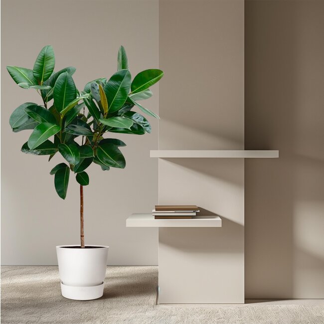 Ficus Elastica Robusta op stam - 130 cm - ø24