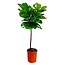 Ficus Lyrata stam - 130 cm - ø24