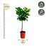 Ficus Lyrata stam - 130 cm - ø24