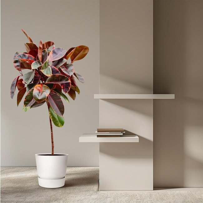 Ficus Elastica Belize op stam - 130 cm - ø24