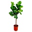 Ficus Lyrata boom - 160 cm - ø30