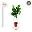 Ficus Lyrata boom - 160 cm - ø30
