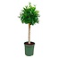 Ficus Nitida op stam - 130 cm - ø30
