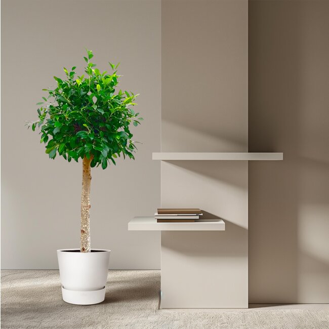 Ficus Nitida op stam - 130 cm - ø30