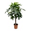 Pachira Aquatica - 180 cm - ø27