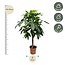 Pachira Aquatica - 180 cm - ø27