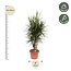 Dracaena Marginata vertakt - 170 cm - ø40