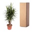 Dracaena Marginata vertakt - 170 cm - ø40