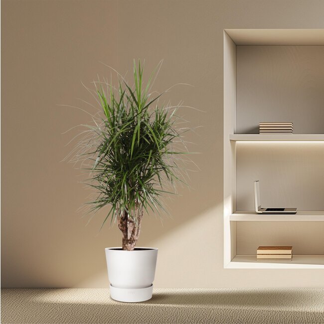 Dracaena Marginata vertakt - 170 cm - ø40