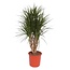 Dracaena Marginata vertakt - 140 cm - ø34