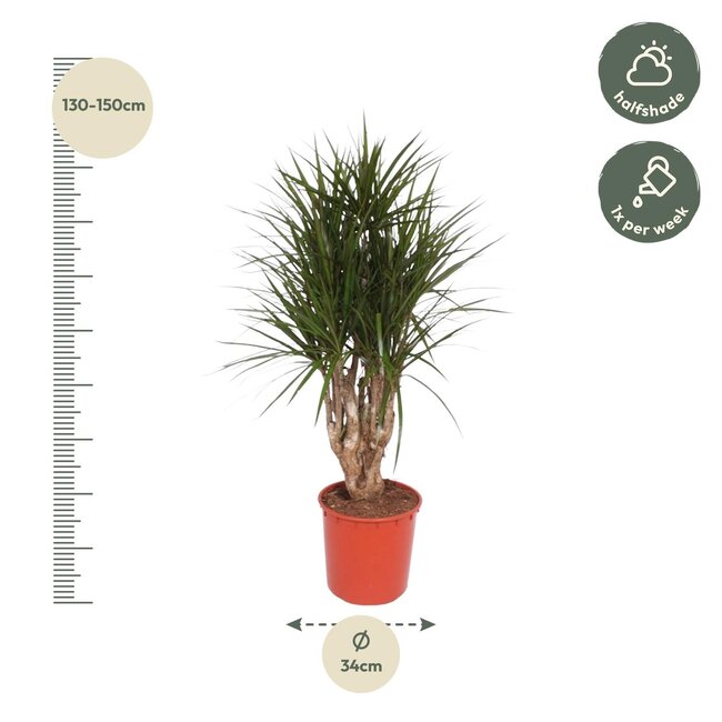 Dracaena Marginata vertakt - 140 cm - ø34
