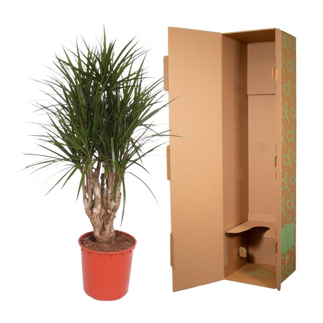 Dracaena Marginata vertakt - 140 cm - ø34