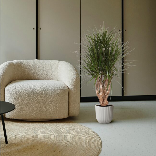 Dracaena Marginata vertakt - 140 cm - ø34