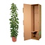 Epipremnum Aureum gaasrek - 160 cm - ø27