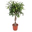 Ficus Amstel King gevlochten stam - 140 cm - ø34