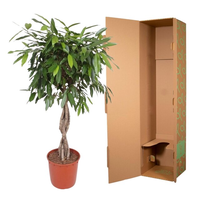 Ficus Amstel King gevlochten stam - 140 cm - ø34