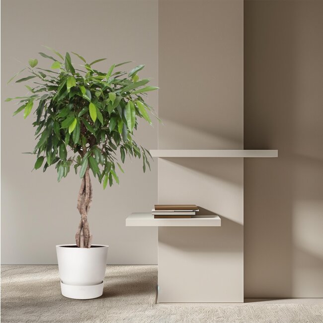 Ficus Amstel King gevlochten stam - 140 cm - ø34