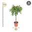 Ficus Amstel King - 140 cm - ø30