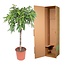 Ficus Amstel King - 140 cm - ø30
